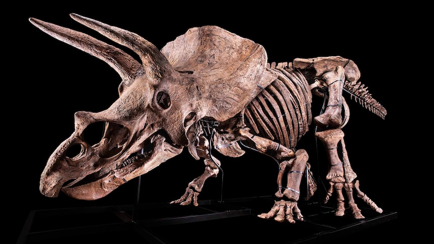 A large, assembled triceratops skeleton.