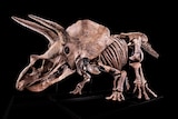 A large, assembled triceratops skeleton.