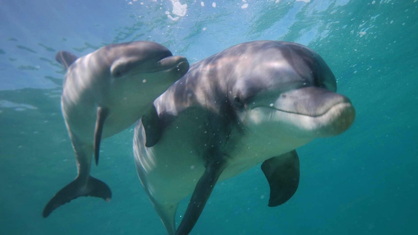 Underwater photo of a dolphin mother with calf in the waters of Koombana Bay