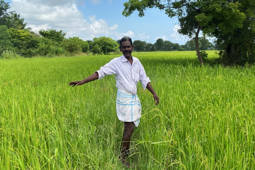 A Sri Lankan man in simple white clothing stands in a rice paddy field with his arm outstretched. The plants don't reach it.