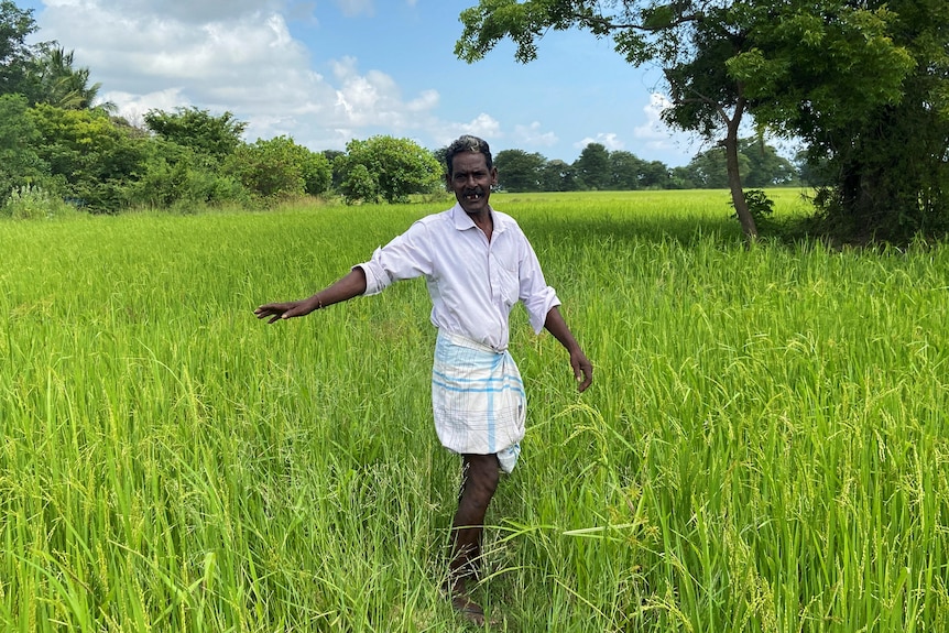 A Sri Lankan man in simple white clothing stands in a rice paddy field with his arm outstretched. The plants don't reach it.