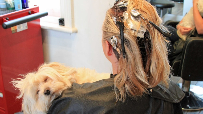 dog sleeps in woman's arms at hair salon while she has foils put in