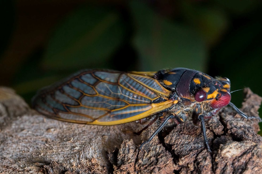 A cherry nose cicada with a red nose, black body and yellow patches on its head and wings.