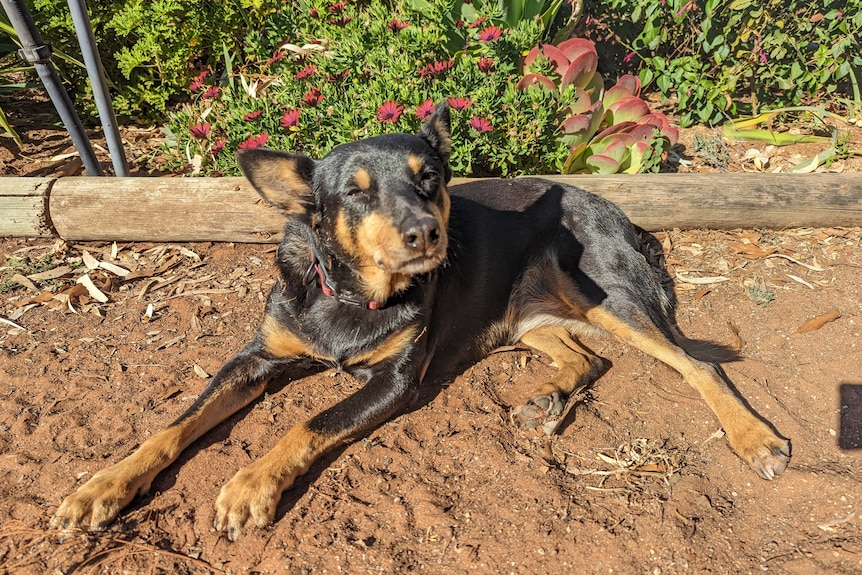 A black and tan kelpie lies down on red Mallee dirt in front of a flower bed and squints into the sun.