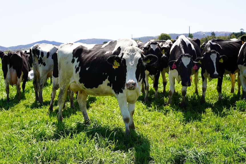 Cows standing in a field of green grass