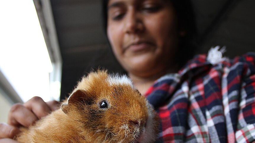 Kadam Ravichandran holds one of her rescue guinea pigs.