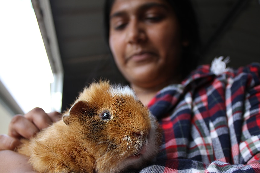 Kadam Ravichandran holds one of her rescue guinea pigs.