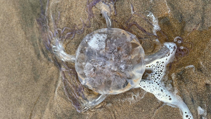 A clear jellyfish with tentacles washed up on the sand