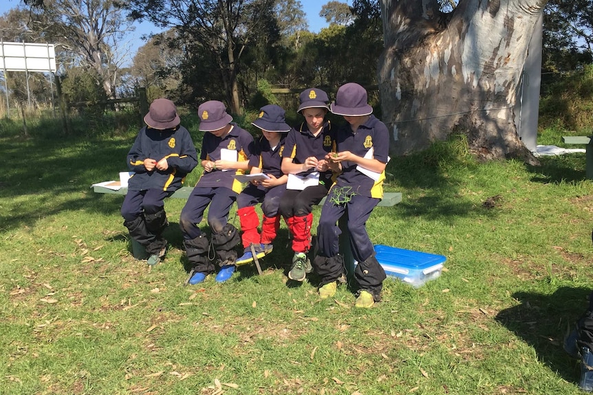 Museum Victoria has confirmed a rare spider found by students in Sale last year had never been sighted in Victoria before.