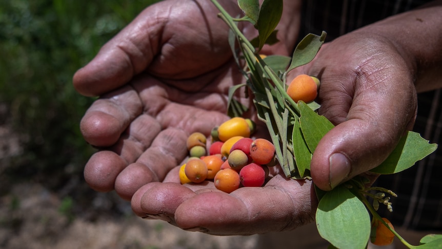 Aboriginal hands holding red and yellow berries 