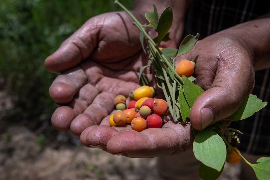 Aboriginal hands holding red and yellow berries 