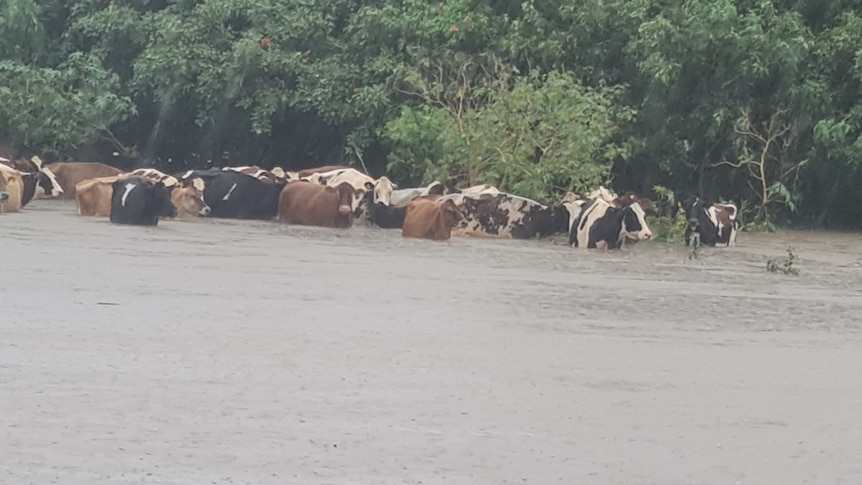 herd of cows standing in floodwaters