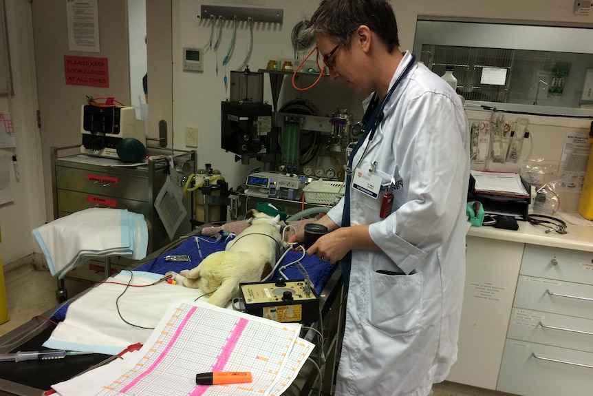 Vet with dog on a table