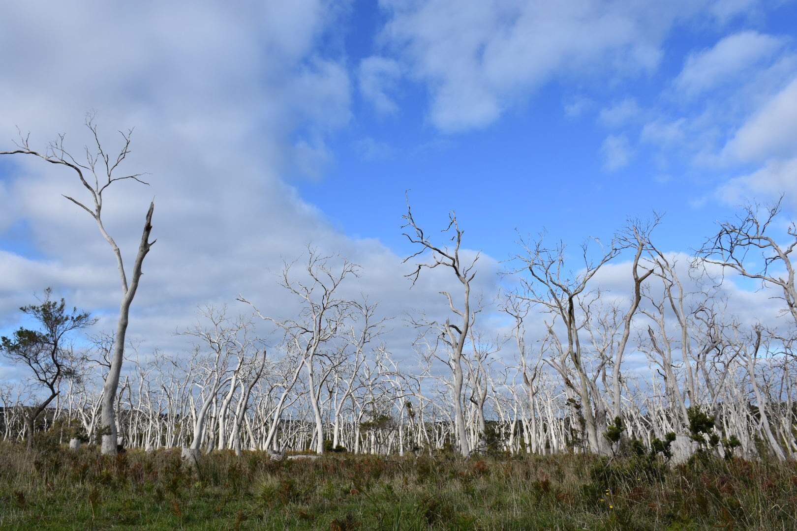 Program to rescue starving koalas at Cape Otway showing promising