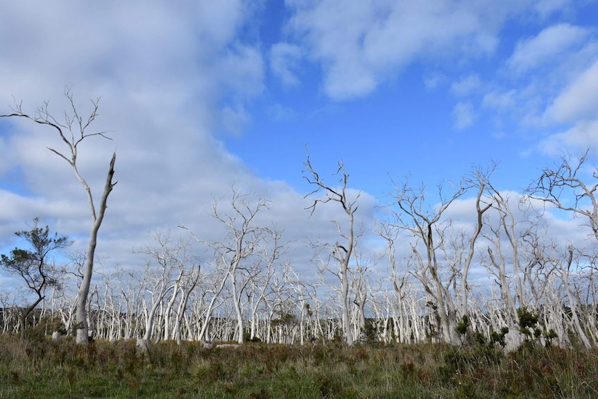 A landscape of dead manna gums at Cape Otway Victoria.
