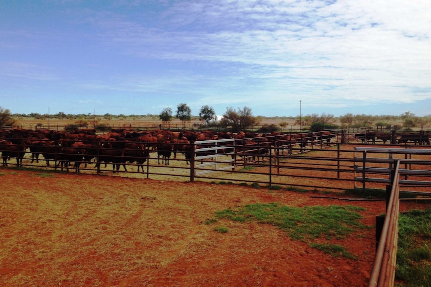 Cattle in yards