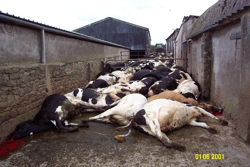A group of black and white cows lie on their side, some with blood around their heads, in a concrete lane between two buildings.