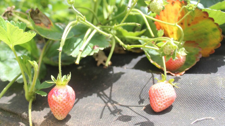 A close up photograph of some organic strawberries.