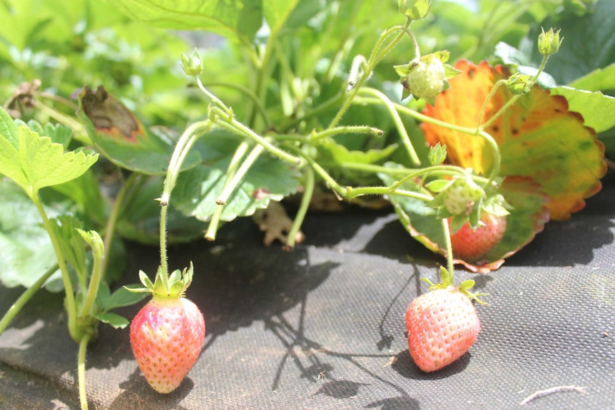 A close up photograph of some organic strawberries.