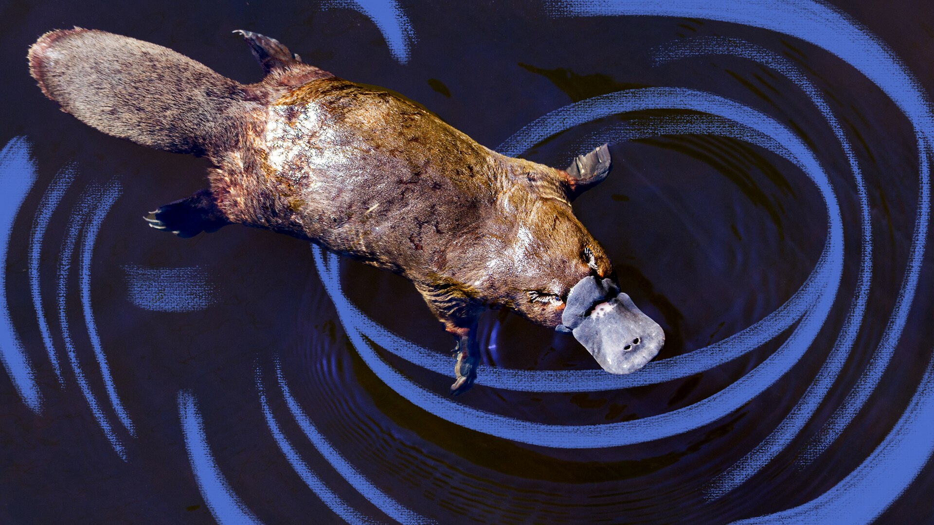 A platypus swimming in the river.