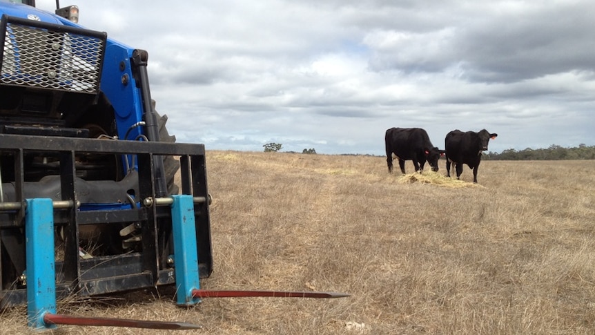 Feeding cattle, waiting for the break