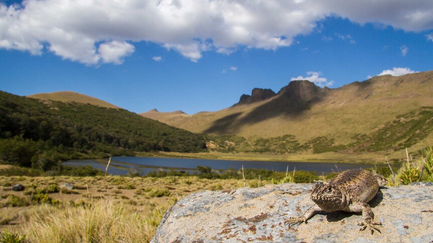 Blue sky with clouds and green mountains in background, lake and lizard sitting on a rock in foreground in Chile.
