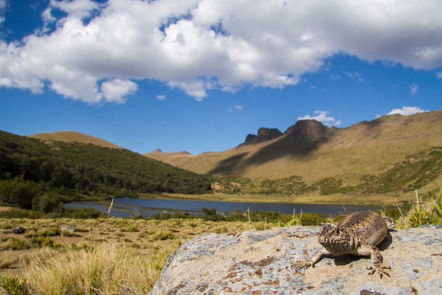 Blue sky with clouds and green mountains in background, lake and lizard sitting on a rock in foreground in Chile.