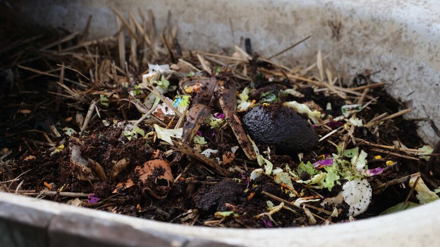A close up of the food scraps that will go to a worm farm