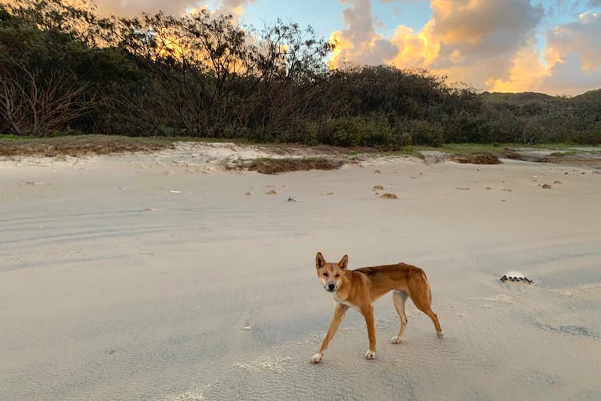 A skinny dingo looks towards the camera as it is photographed walking along an empty beach at sunset with ich colours in the sky