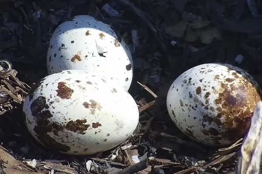 Three speckled eggs grouped in a brown stick nest, top egg has tiny hole 