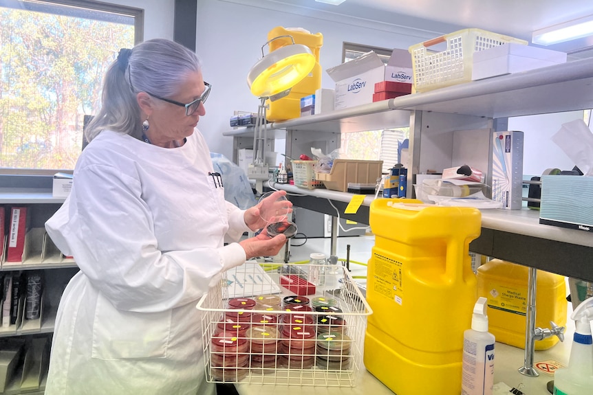 Microbiologist Trudy Graham wears a protective gown in a science lab while holding a petri dish