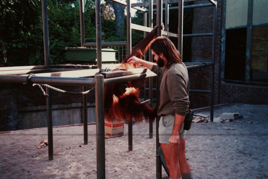 Leif Cocks and an orangutan at Perth Zoo.