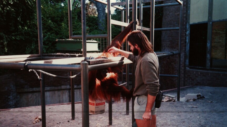 Leif Cocks and an orangutan at Perth Zoo.