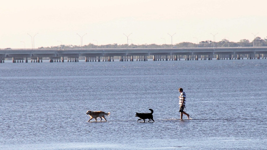 A man walks his dogs in the shallows at the Brisbane bayside suburb of Brighton