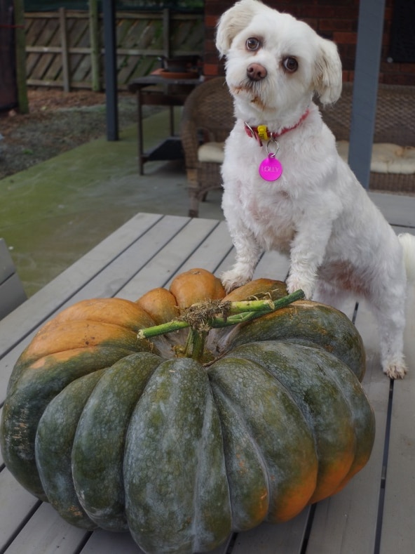 Lolly the dog stands on a pumpkin