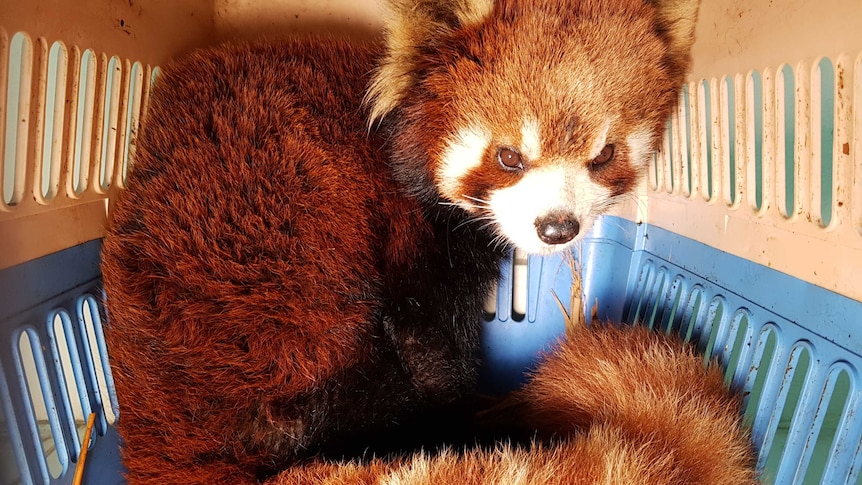 Rescued red pandas in transport crate