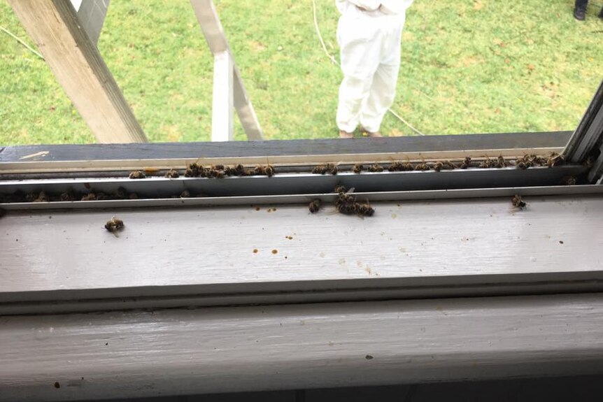 Bees in window sill