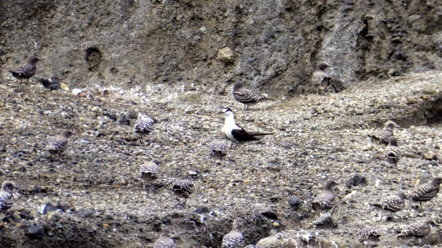 A mature sooty tern surrounded by dozens of sooty tern chicks standing on a volcanic crater