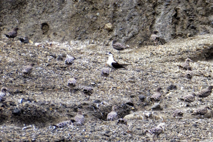 A mature sooty tern surrounded by dozens of sooty tern chicks standing on a volcanic crater