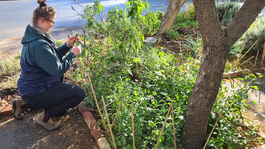 A woman bends down to inspect some plants growing out of a garden bed on a sunny suburban street.