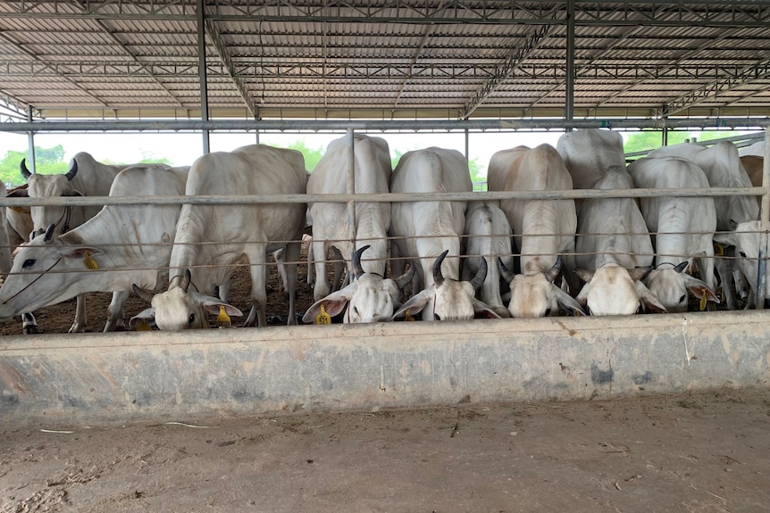 Photo of cattle pen with a sign reading Cows for Cambodia.