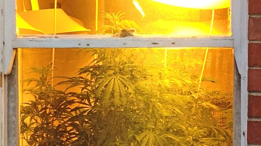 Adelaide police have found a drug crop in a house at suburban Prospect.