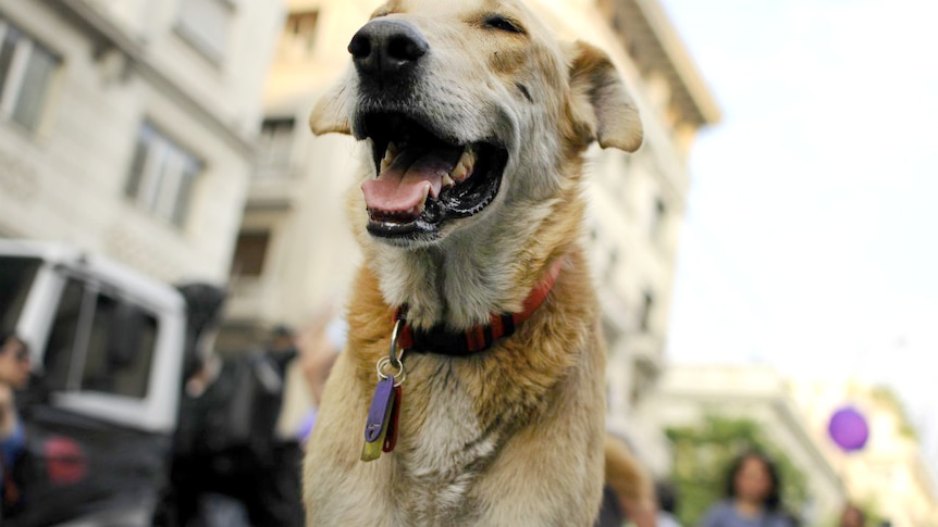 Protest  Dog Loukanikos smiling