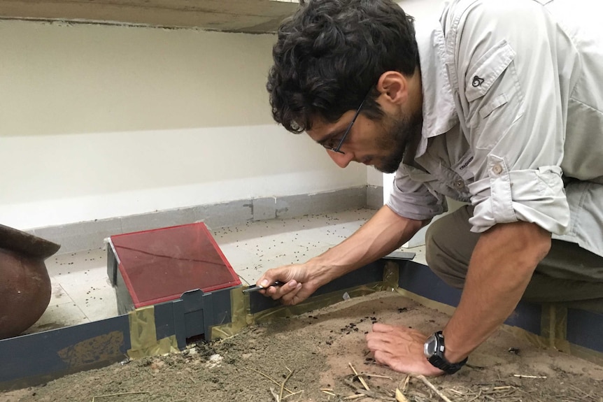 Dr Erik T. Frank leans over an experiment on Matabele ants inside a lab