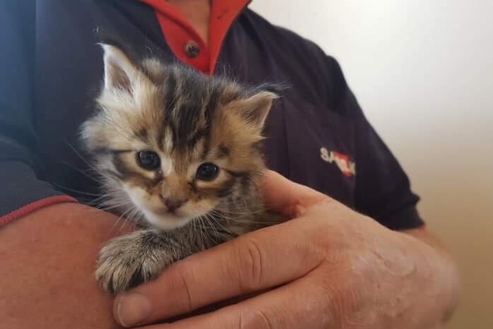 The kitten which clawed its way to safety from a garbage compactor.