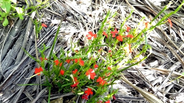 Red witchweed threat to grains industry