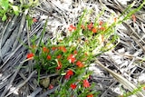 Red witchweed found on Queensland cane farm
