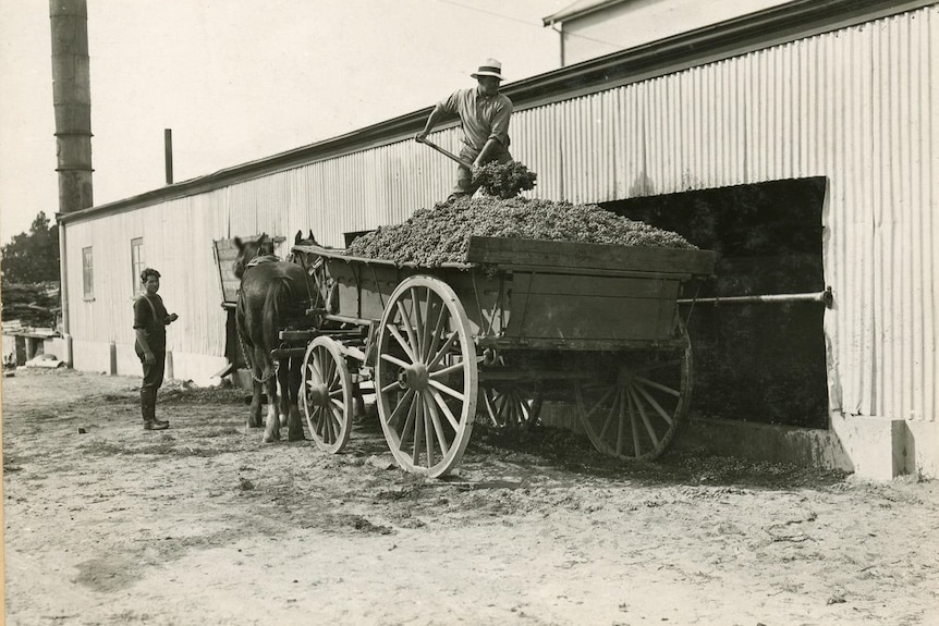 A black-and-white image of a man shoveling grapes from a horse and cart.