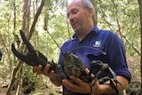 Todd Walsh holding giant freshwater crayfish.