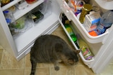 Wine in open fridge door plus cat.